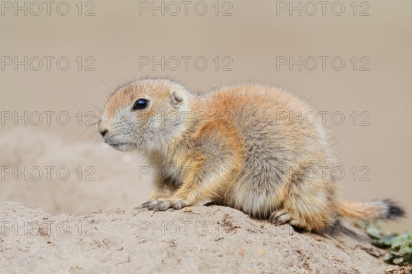 Black-tailed prairie dog (Cynomys ludovicianus), young animal at the den, captive, occurrence in