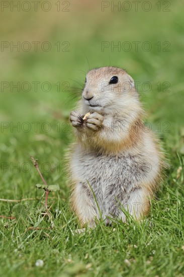 Black-tailed prairie dog (Cynomys ludovicianus), young animal sitting feeding in a meadow, captive,