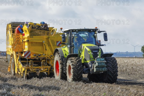 Agricultural harvesting of potatoes with ROPA Keiler 2 potato harvester in front of Claas Axion 830