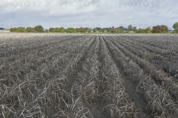 Potato field, potato harvest, potato, field, agriculture, farmer, farm, field, Baltic Sea island
