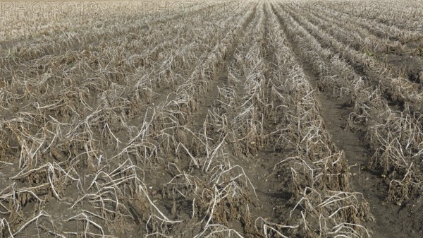 Potato field, potato harvest, potato, field, agriculture, farmer, farm, field, Baltic Sea island