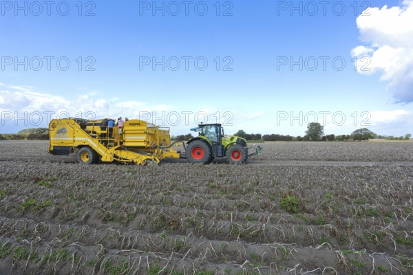 Agricultural harvesting of potatoes with ROPA Keiler 2 potato harvester in front of Claas Axion 830
