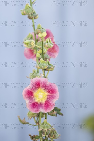 Close-up of a pink-yellow hollyhock (Alcea rosea) against a grey-blue background, Fjällbacka,