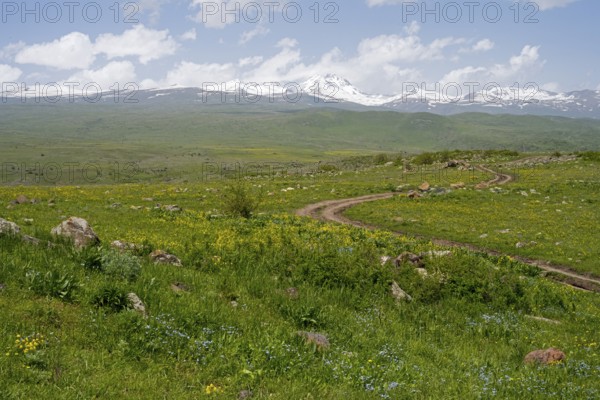 Green landscape with snow-capped mountains in the background and a winding path in the foreground,