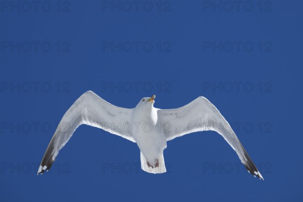 Seagull with spread wings in flight in front of a blue sky, Warnemünde, Rostock,