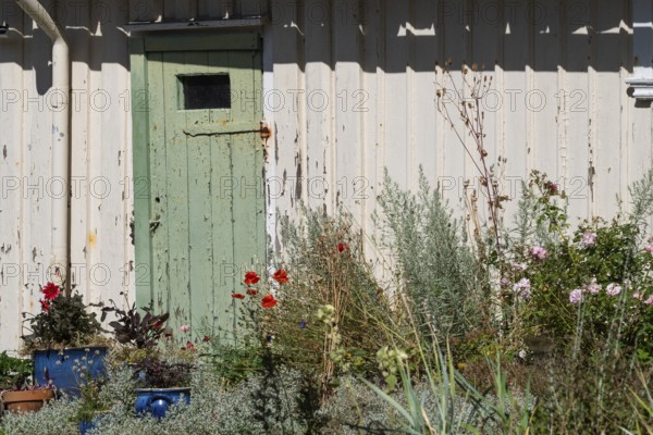 Green wooden door of a weathered house surrounded by a flowering garden, Fjällbacka, Bohuslän, West