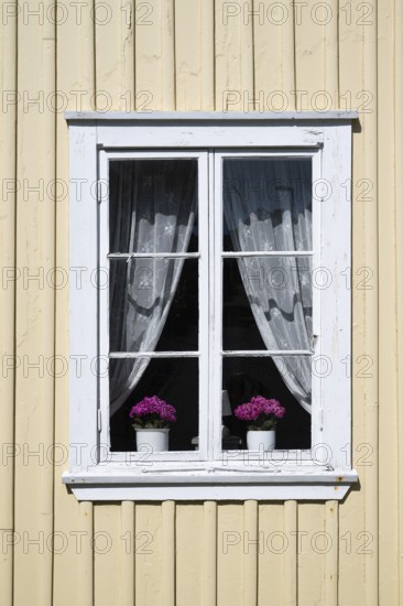 Light yellow wooden house with white window, white curtains and two flower pots, Fjällbacka,