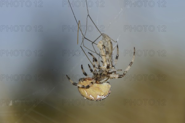 Four-spotted cross spider (Araneus quadratus), female with prey in web, North Rhine-Westphalia,