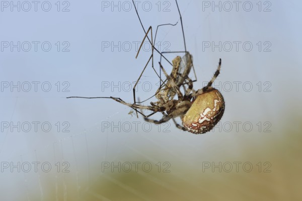 Four-spotted cross spider (Araneus quadratus), female with prey in web, North Rhine-Westphalia,