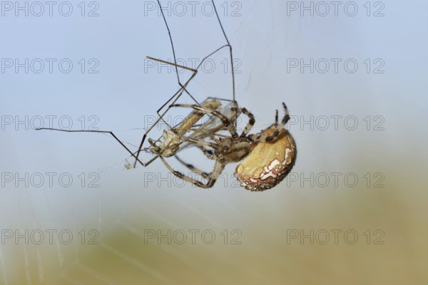 Four-spotted cross spider (Araneus quadratus), female with prey in web, North Rhine-Westphalia,