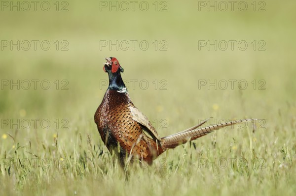 Hunting pheasant (Phasianus colchicus), cock stands calling in a meadow, North Rhine-Westphalia,