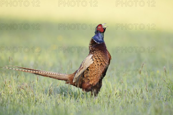 Hunting pheasant (Phasianus colchicus), cock stands calling in a meadow, North Rhine-Westphalia,