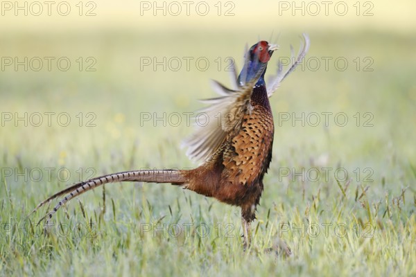 Hunting pheasant (Phasianus colchicus), cock mating in a meadow, North Rhine-Westphalia, Germany