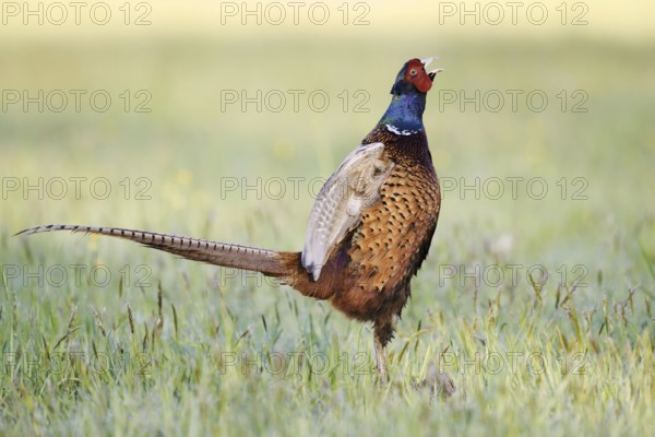 Hunting pheasant (Phasianus colchicus), cock stands calling in a meadow, North Rhine-Westphalia,