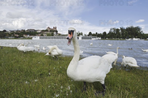 Mute swans on the Rhine with a view of the Münsterberg and St Stephan's Minster, Breisach am Rhein,