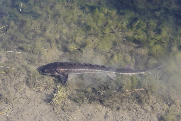 Russian sturgeon or Waxdick (Acipenser gueldenstaedtii), released animal in a lake, North