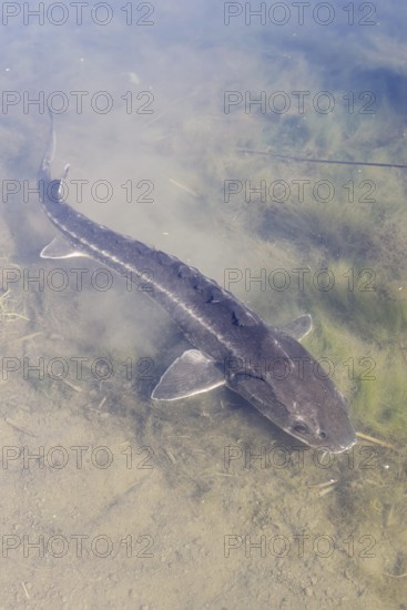 Russian sturgeon or Waxdick (Acipenser gueldenstaedtii), released animal in a lake, North