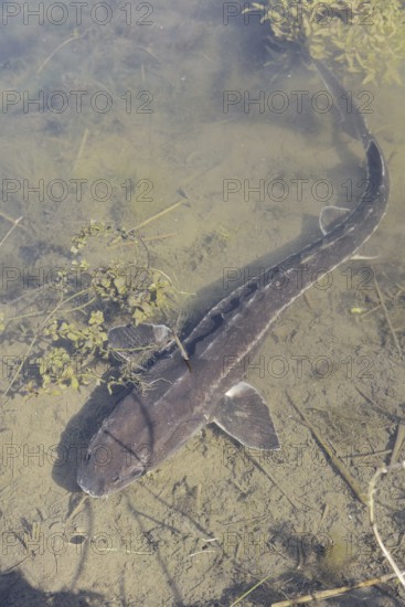 Russian sturgeon or Waxdick (Acipenser gueldenstaedtii), released animal in a lake, North