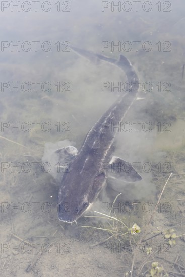 Russian sturgeon or Waxdick (Acipenser gueldenstaedtii), released animal in a lake, North