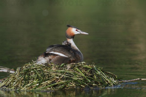 Great Crested Grebe (Podiceps Scalloped ribbonfish) feeding chicks on the nest, North