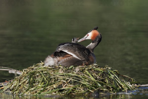 Great Crested Grebe (Podiceps scalloped ribbonfish) with chicks on the nest, North