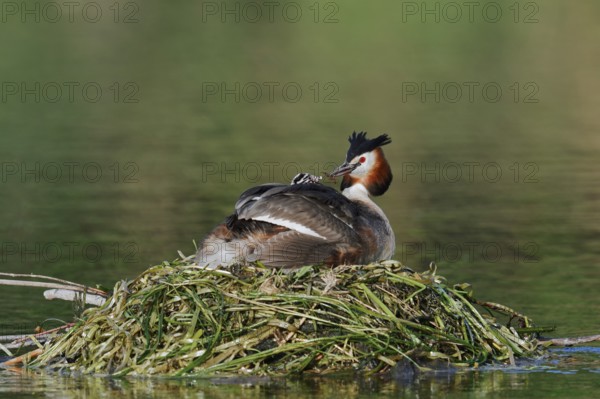 Great Crested Grebe (Podiceps scalloped ribbonfish) with chicks on the nest, North