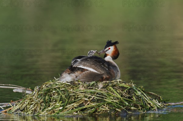 Great Crested Grebe (Podiceps scalloped ribbonfish) with chicks on the nest, North