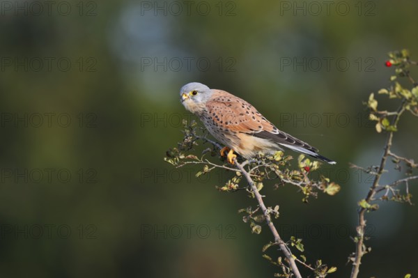 Kestrel (Falco tinnunculus), male sitting on a branch of hawthorn (Crataegus), North