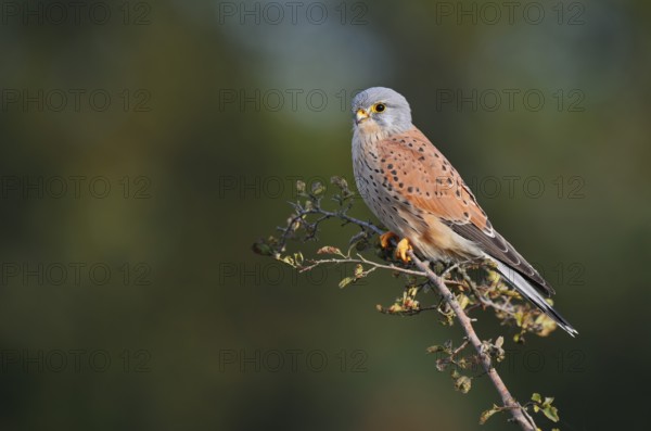 Kestrel (Falco tinnunculus), male sitting on a branch of hawthorn (Crataegus), North