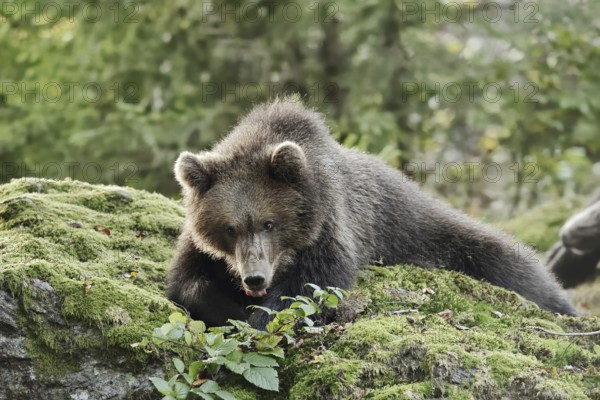 European brown bear (Ursus arctos arctos), young lying on a mossy stone, captive, Bavarian Forest,