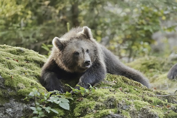 European brown bear (Ursus arctos arctos), young lying on a mossy stone, captive, Bavarian Forest,