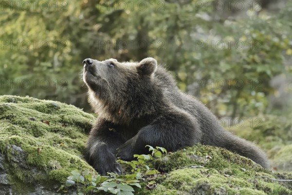 European brown bear (Ursus arctos arctos), young lying on a mossy stone, captive, Bavarian Forest,