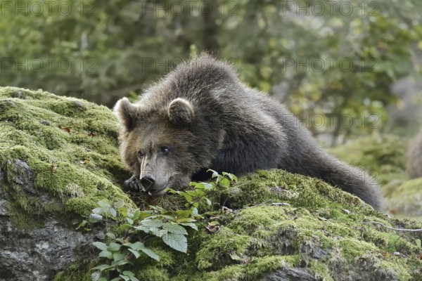 European brown bear (Ursus arctos arctos), young lying on a mossy stone, captive, Bavarian Forest,