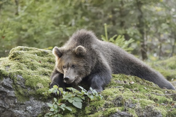 European brown bear (Ursus arctos arctos), young lying on a mossy stone, captive, Bavarian Forest,