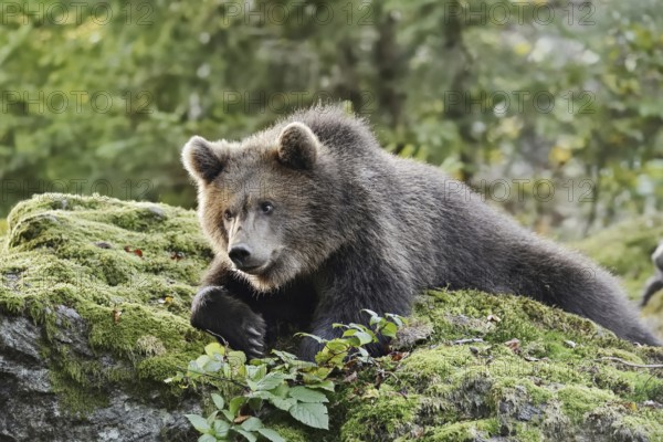 European brown bear (Ursus arctos arctos), young lying on a mossy stone, captive, Bavarian Forest,