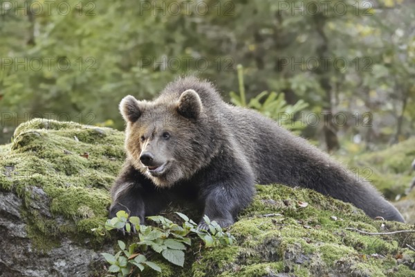 European brown bear (Ursus arctos arctos), young lying on a mossy stone, captive, Bavarian Forest,