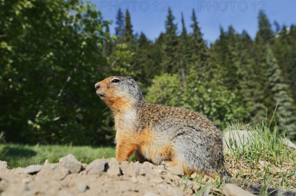 Columbia ground squirrel (Urocitellus columbianus, Spermophilus columbianus) at the burrow, Glacier