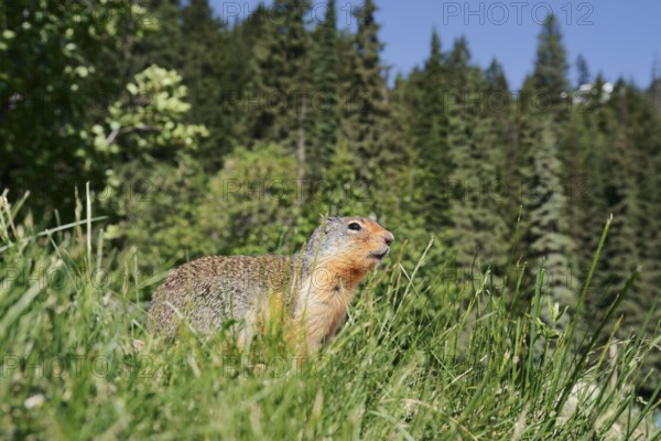 Columbia ground squirrel (Urocitellus columbianus, Spermophilus columbianus), Glacier National