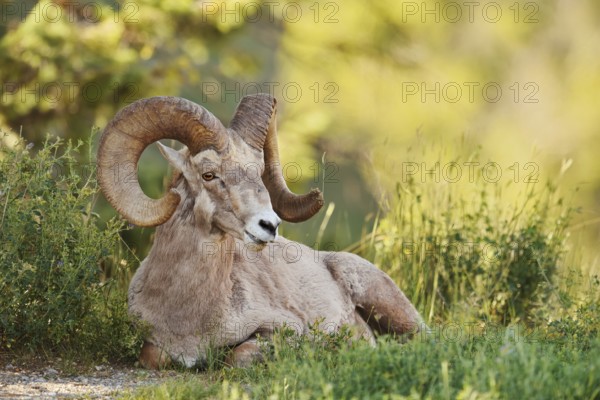 Rocky Mountains bighorn sheep (Ovis canadensis canadensis), ram, Banff National Park, Alberta,