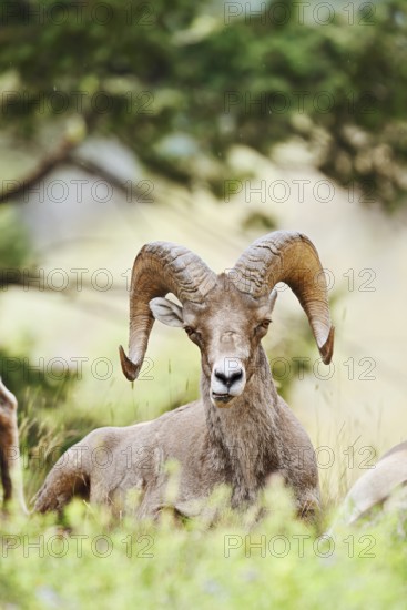 Rocky Mountains bighorn sheep (Ovis canadensis canadensis), ram, Banff National Park, Alberta,