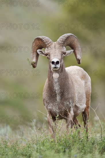 Rocky Mountains bighorn sheep (Ovis canadensis canadensis), ram, Banff National Park, Alberta,