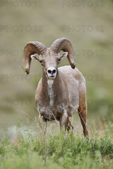 Rocky Mountains bighorn sheep (Ovis canadensis canadensis), ram, Banff National Park, Alberta,