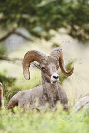 Rocky Mountains bighorn sheep (Ovis canadensis canadensis), ram, Banff National Park, Alberta,