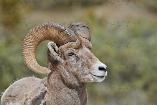 Rocky Mountains bighorn sheep (Ovis canadensis canadensis), ram, portrait, Jasper National Park,