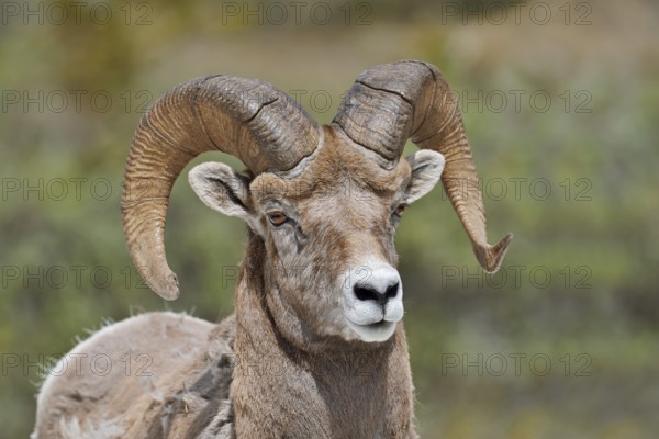 Rocky Mountains bighorn sheep (Ovis canadensis canadensis), ram, portrait, Jasper National Park,