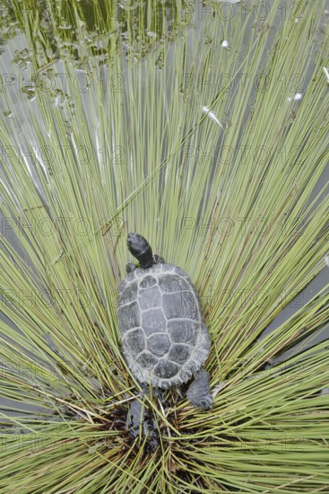 Yellow-cheeked tortoise (Trachemys scripta scripta), neozoa in Germany, North Rhine-Westphalia,