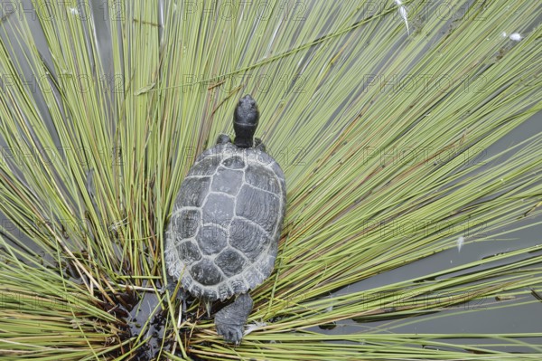 Yellow-cheeked tortoise (Trachemys scripta scripta), neozoa in Germany, North Rhine-Westphalia,