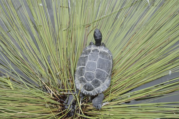 Yellow-cheeked tortoise (Trachemys scripta scripta), neozoa in Germany, North Rhine-Westphalia,
