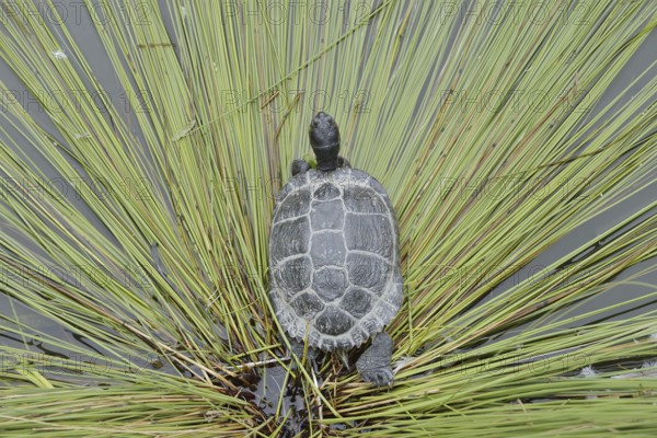 Yellow-cheeked tortoise (Trachemys scripta scripta), neozoa in Germany, North Rhine-Westphalia,