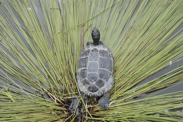 Yellow-cheeked tortoise (Trachemys scripta scripta), neozoa in Germany, North Rhine-Westphalia,